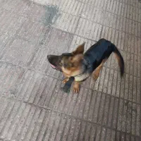 سگ ژرمن ورک ماده ۵ ماهه پدر مادر اصیل
