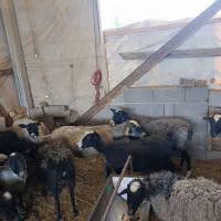 میش رومانوف و بز سانن