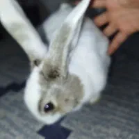 خرگوش نر|موش و خرگوش|بیرجند, |دیوار