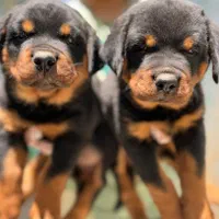 سگ روتوایلر اورجینال حرفه ای