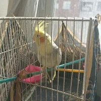 عروس هلندی نر دستی