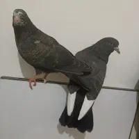 جوجه کبوتر