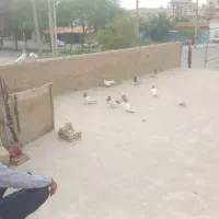 کبوتر بلند گرد