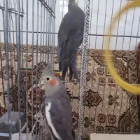 فروش یک جفت عروس هلندی