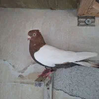 کفتر کبوتر