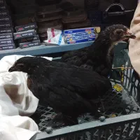 فروش دو عدد جوجه مرندی