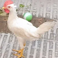 مرغ