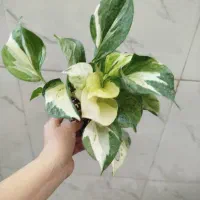 پتوس منجولا