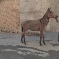قاطر