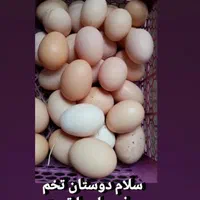 تخم مرغ محلی