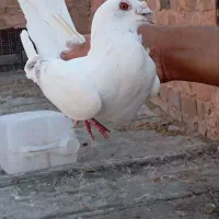 ۴۵۰۰