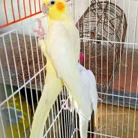 عروس هلندی|پرنده|شیراز, گل سرخ|دیوار