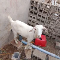 پازن وتیشتر برخورده