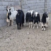 چپش بز رش|حیوانات مزرعه|پاکدشت, پاکدشت (مامازند)|دیوار