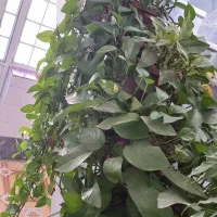 حراج حراج گلدان بعلت جابجایی