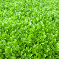 بزرکاهو کرجی و روغنی متری ۱۰۰