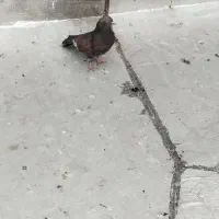 کبوتررنگی|حیوانات|اهواز, ملاشیه|دیوار