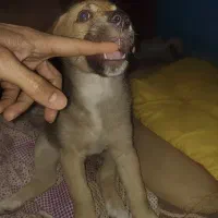 واگذاری توله نر دو ماهه افغان