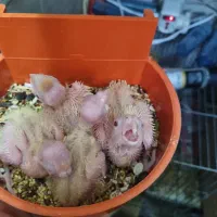 طوطی|پرنده|اردبیل, |دیوار