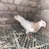 کلفه ماده|پرنده|نمین, |دیوار