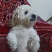 توله سگ