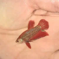 فایتر صیدی پرورشی