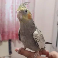 عروس هلندی گلباقالی