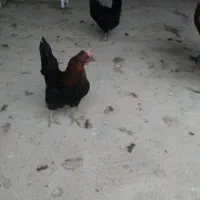 5 عدد مرغ کوردی تخم گذار