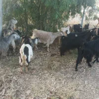 40راس بز کهره دار داشتی