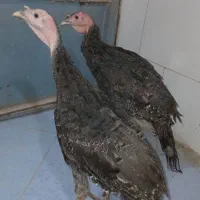 بوقلمون سالم وسرحال