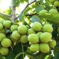 فروش باغ به متراژ ۲۳جریب شهرستان بلداجی