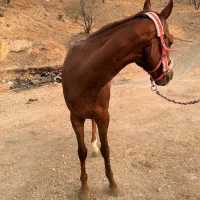 اسب|اسب و تجهیزات اسبسواری|تهران, سوهانک|دیوار