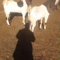 دوعدد نربز پاگستانی درجه یک