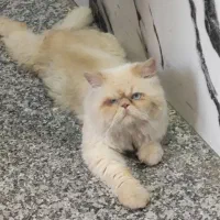 گربه پرشین سوپر فلت|گربه|سنندج, |دیوار