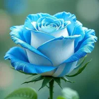 پیوندنهال وانواع مرکبات