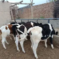 ۶ عدد گوساله ماده قطع شیر