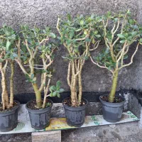 بونسای خرفه فیکوس کراسولا یشم|گل و گیاه طبیعی|فردیس, شهرک ۱۱۰|دیوار