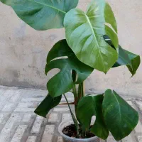 گل و گیاه آپارتمانی