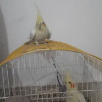 عروس هلندی