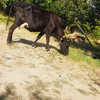 گاو سرابی شکم دوم ۱۵ کیلو شیر با گوساله سرابی ماده