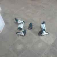 کفتر