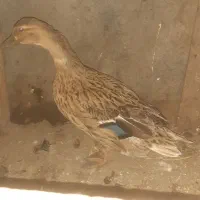 اردک درشت تخم گذار