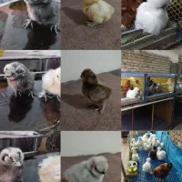 جوجه ابریشمی کوپال وجوجه برهما وگلین لری
