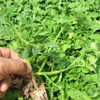 نشاء گوجه ۸۳۲۰ پاکت ۱۰۰۰تایی عراقی