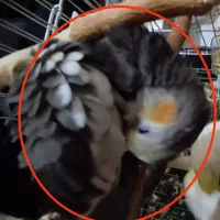 یک جوجه عروس هلندی