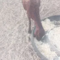 شیشک ماده ۳۰ کیلو