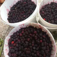 شاتوت اعلاتازه