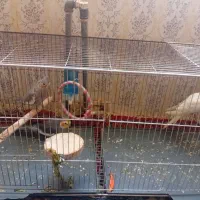 ۳ تا عروس هلندی سالم و باهوش و دستی|پرنده|سنقر, |دیوار