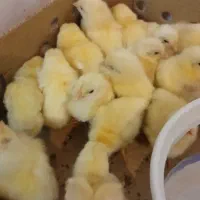 جوجه تخم گذار وگوشتی نژاددار قیمت ویژه و استثنائی