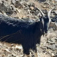 بزبومی صحرایی وآبستن